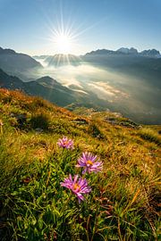 Blumige Aussicht ins Tal vom Silsersee und seine umliegende Bergkulisse von Leo Schindzielorz