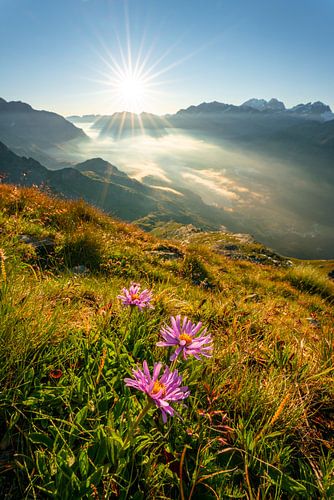 Bloemrijke blik in het dal van de Silsersee en het omliggende berglandschap