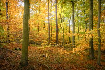 Autumn in the beech forest by Leinemeister