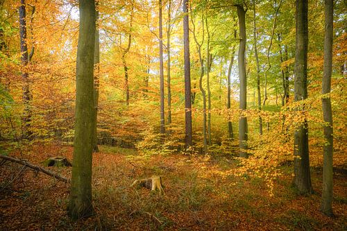 Herfst in het beukenbos