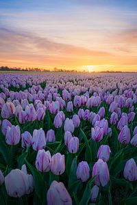 Tulpen