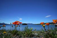 Poppies