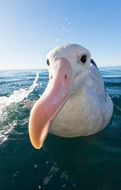 Gibsons Albatros, Diomedea gibsoni von Beschermingswerk voor aan uw muur