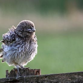 Young little owl puts on feathers by Gonnie van de Schans