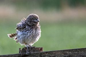 Jonge steenuil zet veren op van Gonnie van de Schans