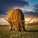 Mijn favoriete Schotse Hooglander / Higlander II van Wim van Beelen thumbnail