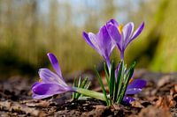 Krokus