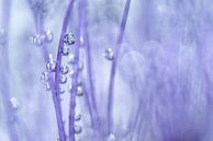 Im Phacelia Wald von Gerry van Roosmalen Miniaturansicht