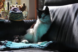 Katze in blauer Lichtreflexion