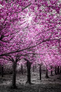 Cherry blossoms in sunlight