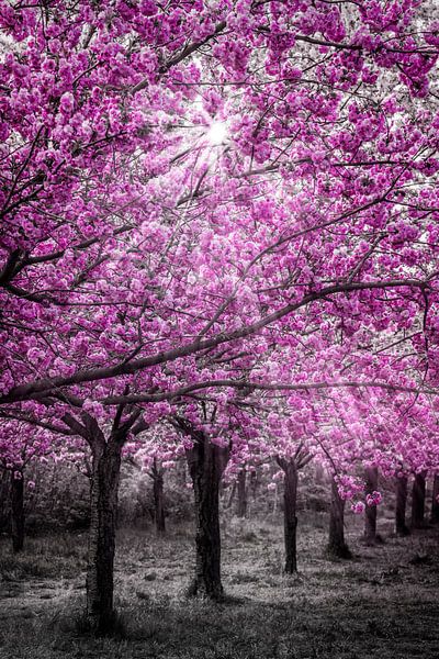 Kirschblüten im Sonnenlicht von Melanie Viola