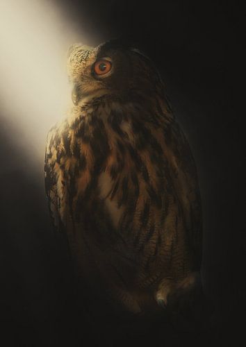 Licht von einer Eule von Bert Hooijer