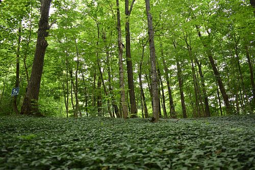 Een bladbos in de zomer