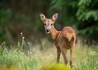 In de vroege morgen een prachtige ree die relaxed wat drinkt en eet