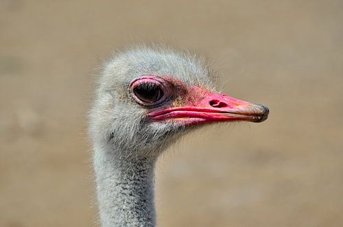 Afrikaanse struisvogel in Curaçao