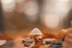 Pilze im Herbst von KB Design & Photography (Karen Brouwer)