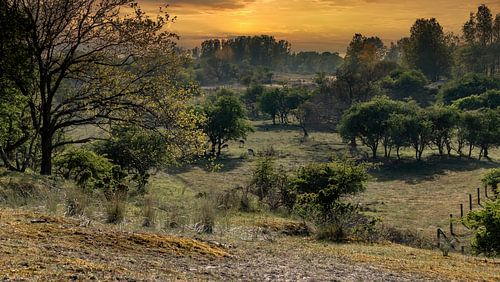 Uitzicht over de Hollandse duinen