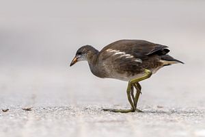 Une poule d'eau