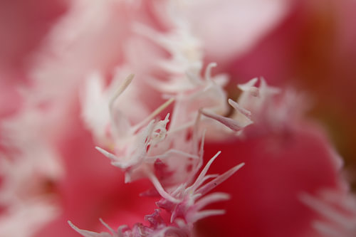 The art of flowers