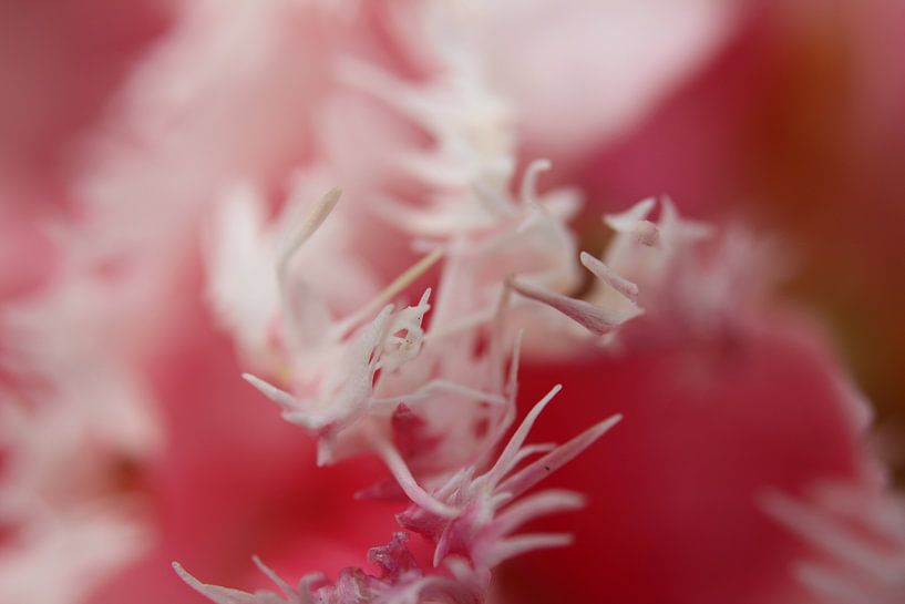 The art of flowers by Kristian Oosterveen