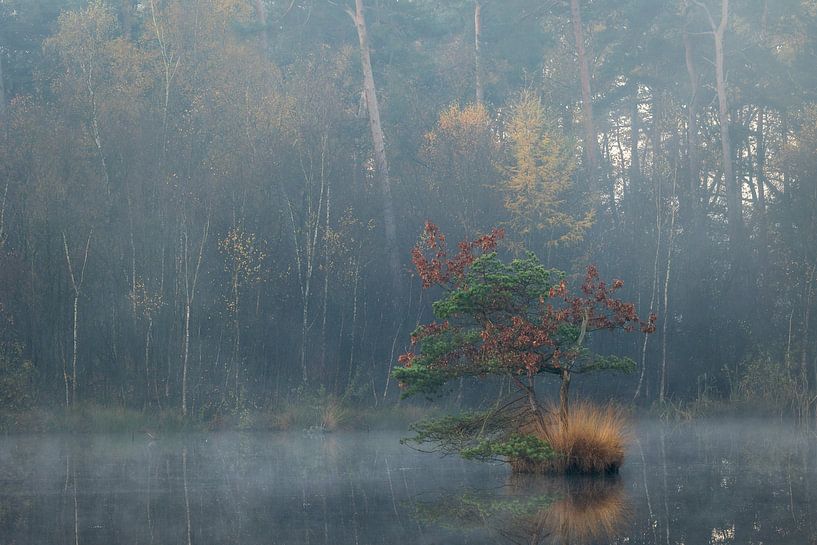 Herbst in den Wäldern und Mooren von Oisterwijk von OCEANVOLTA