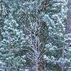 Sneeuwbui in de groene bossen | Natuurfotografie van Nanda Bussers