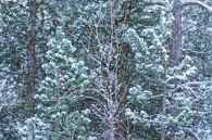 Sneeuwbui in de groene bossen | Natuurfotografie van Nanda Bussers thumbnail