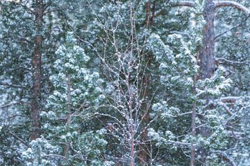 Sneeuwbui in de bossen van Noorwegen