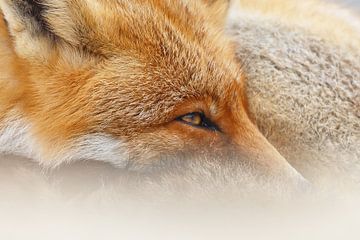 Portrait of a Red Fox. by Menno Schaefer
