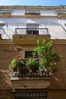 Balkon mit Pflanzen
