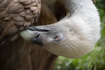 Vulture head by Steffie van der Putten
