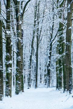 Bospad - 4 van Léontine Lamers