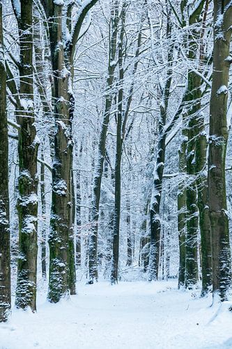 Bospad - 4 van Léontine Lamers