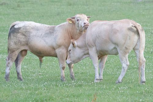 Een stier en een koe in love