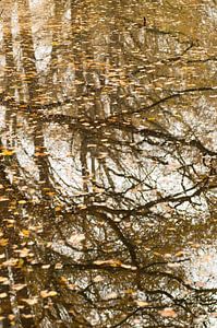 Herbstreflexion (herabgefallene Herbstblätter inmitten der Spiegelung von Zweigen im Wasser)