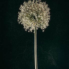 Stilleven van gedroogde Allium van Lima Fotografie
