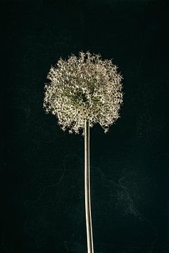 Still life of dried Allium by Lima Fotografie