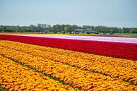 Champ de tulipes en Hollande du Nord par Keesnan Dogger Fotografie Aperçu