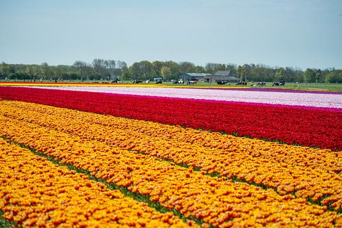 Tulpenveld in Noord-Holland