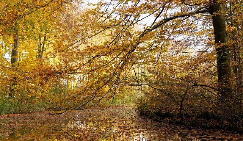 Herfst van Corrie Post