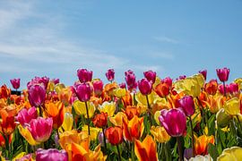 tulips by José Lanzas