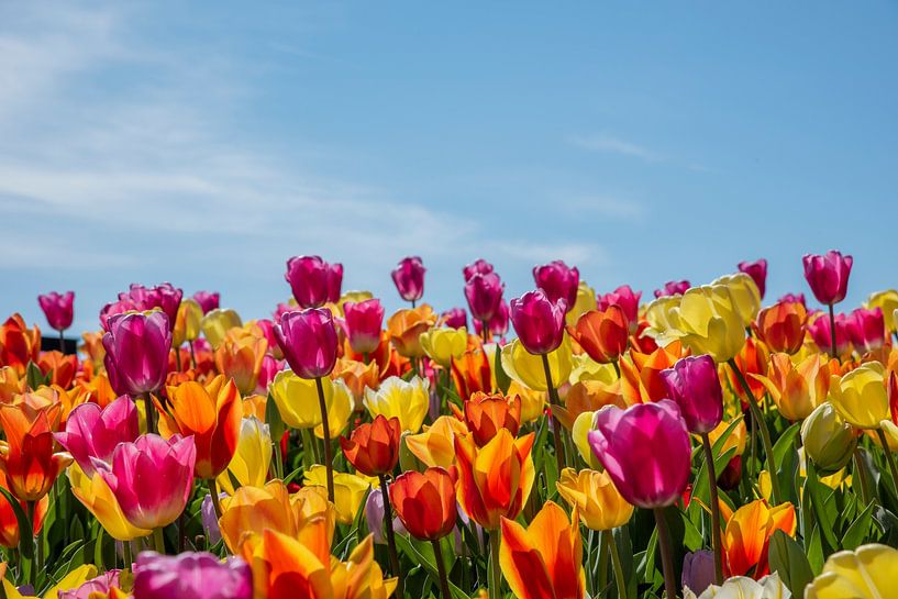 tulips by José Lanzas
