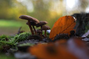 Sous la feuille d'or