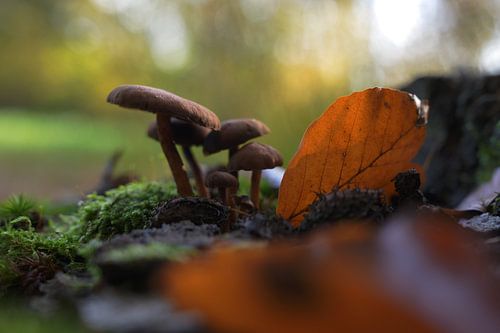 Onder het gouden blad