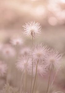 Blumen Teil 142