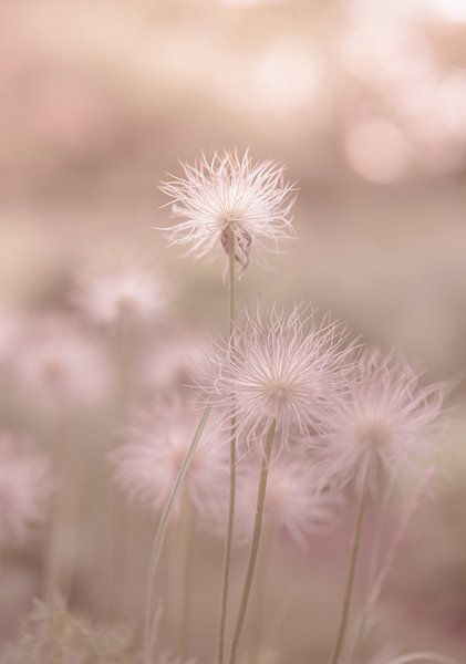 bloemen part 142 van Tania Perneel