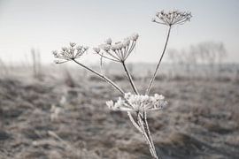 Frozen Hogweed by Jitske Cuperus-Walstra