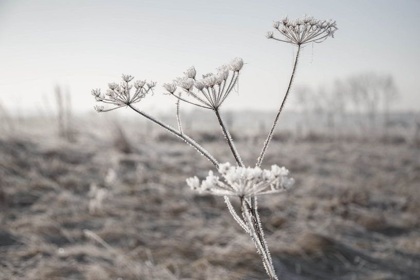 Frozen Hogweed by Jitske Cuperus-Walstra