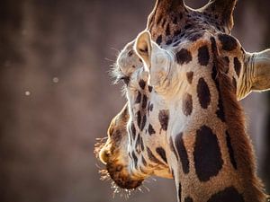 Girafe sur Rob Boon