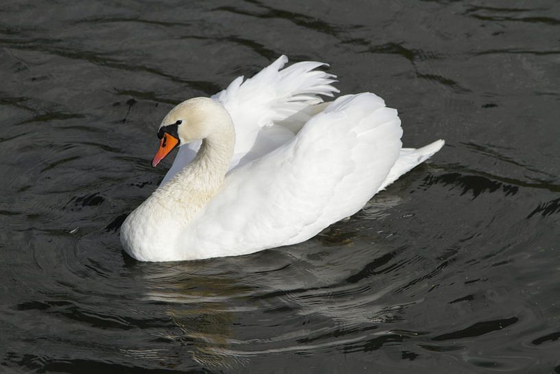 Moeder Zwaan by Edwin Martens